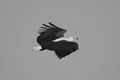 Mono African fish eagle crosses blue sky Royalty Free Stock Photo