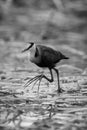 Mono African jacana crosses waterlilies lifting foot Royalty Free Stock Photo