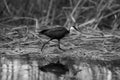 Mono African jacana crosses waterlilies in river Royalty Free Stock Photo