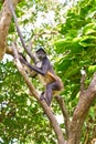 Mono Arana Spider Monkey in Riviera Maya Royalty Free Stock Photo