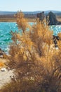 Mono Basin fall colors. Mono Lake, California