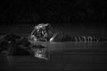 Mono Bengal tiger with catchlight in waterhole Royalty Free Stock Photo