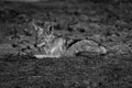 Mono black-backed jackal with catchlight lies staring