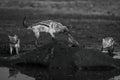 Mono black-backed jackal pulls guts from giraffe