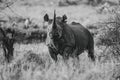 Mono black rhino between bushes eyeing camera