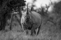 Mono black rhino in clearing facing camera