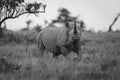 Mono black rhino over grass eyeing camera