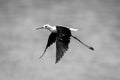 Mono black-winged stilt crosses river lowering wings