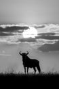Mono blue wildebeest on horizon in silhouette Royalty Free Stock Photo