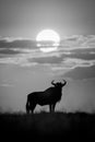Mono blue wildebeest standing silhouetted on horizon Royalty Free Stock Photo