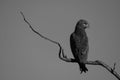 Mono brown snake-eagle on branch turning head Royalty Free Stock Photo