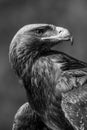 Mono close-up of golden eagle looking back Royalty Free Stock Photo