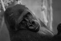 Mono close-up of gorilla head in hammock