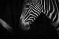 Mono close-up of Grevy zebra behind tail Royalty Free Stock Photo