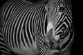 Mono close-up of Grevy zebra with turned head Royalty Free Stock Photo