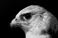 Mono close-up of gyrfalcon against black background