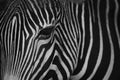 Mono close-up of head of Grevy zebra