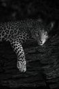 Mono close-up of leopard lying on branch