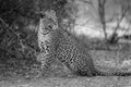 Mono close-up of leopard sitting looking round