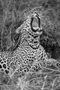 Mono close-up of leopard yawning in bushes Royalty Free Stock Photo