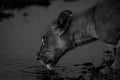 Mono close-up of lioness drinking from river Royalty Free Stock Photo