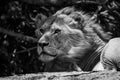 Mono close-up of male lion on rock Royalty Free Stock Photo