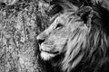 Mono close-up of male lion by tree Royalty Free Stock Photo