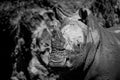 Mono close-up of muddy white rhinoceros staring