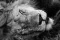 Mono close-up of sleeping male lion face Royalty Free Stock Photo