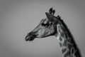 Mono close-up of southern giraffe at dusk