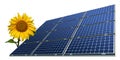 Mono-crystalline solar panels and sunflower