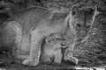 Mono cub with lioness at water hole