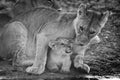 Mono cub with lioness by water hole