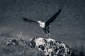 Mono fish eagle taking off from rock Royalty Free Stock Photo