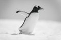Mono gentoo penguin waddles right across snow Royalty Free Stock Photo