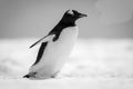 Mono gentoo penguin walks right across snow Royalty Free Stock Photo