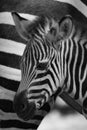 Mono Grevy zebra baby close-up beside mother Royalty Free Stock Photo