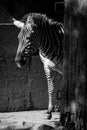 Mono Grevy zebra standing in sunny barn