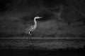 Mono grey heron in profile beside pond Royalty Free Stock Photo