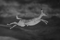Mono impala jumps across road with catchlight Royalty Free Stock Photo