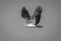 Mono juvenile martial eagle flies through sky Royalty Free Stock Photo