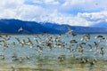 Mono Lake California Royalty Free Stock Photo