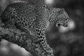 Mono leopard licks lips standing on branch