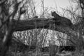 Mono leopard lying on log in bushes Royalty Free Stock Photo