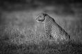 Mono leopard sits in profile in grass