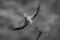 Mono lilac-breasted roller takes off from branch Royalty Free Stock Photo