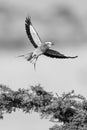 Mono lilac-breasted roller takes off from bush Royalty Free Stock Photo