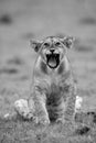 Mono lion cub sits yawning on grass Royalty Free Stock Photo