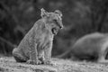 Mono lion cub sits yelping on sand Royalty Free Stock Photo