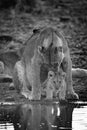 Mono lioness licking cub at water hole
